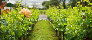 Roses-and-vineyard-Napa-Valley-California
