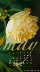 May-rose-free-calendar-wallpaper-for-iphone-and-smartphone