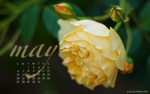 May-Rose-Calendar-Wallpaper-for-laptop-and-desktop-computers