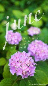 Hydrangea-June-Calendar-wallpaper-for=iphone-and-smartphone