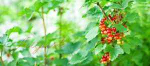 Red-Currants-in-bush