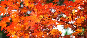 October-fall-foliage-maple-tree