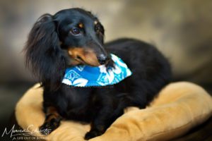 Portrait-of-long-haired-Dachshund-in-Hawaii