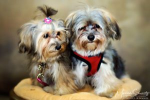 Portraits-of-cute-dogs-of-Hawaii