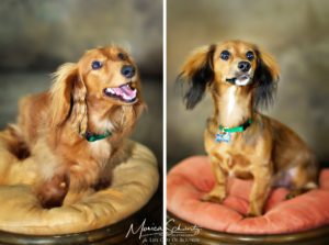 Portraits-of-long-haired-Dachshunds-in-Hawaii