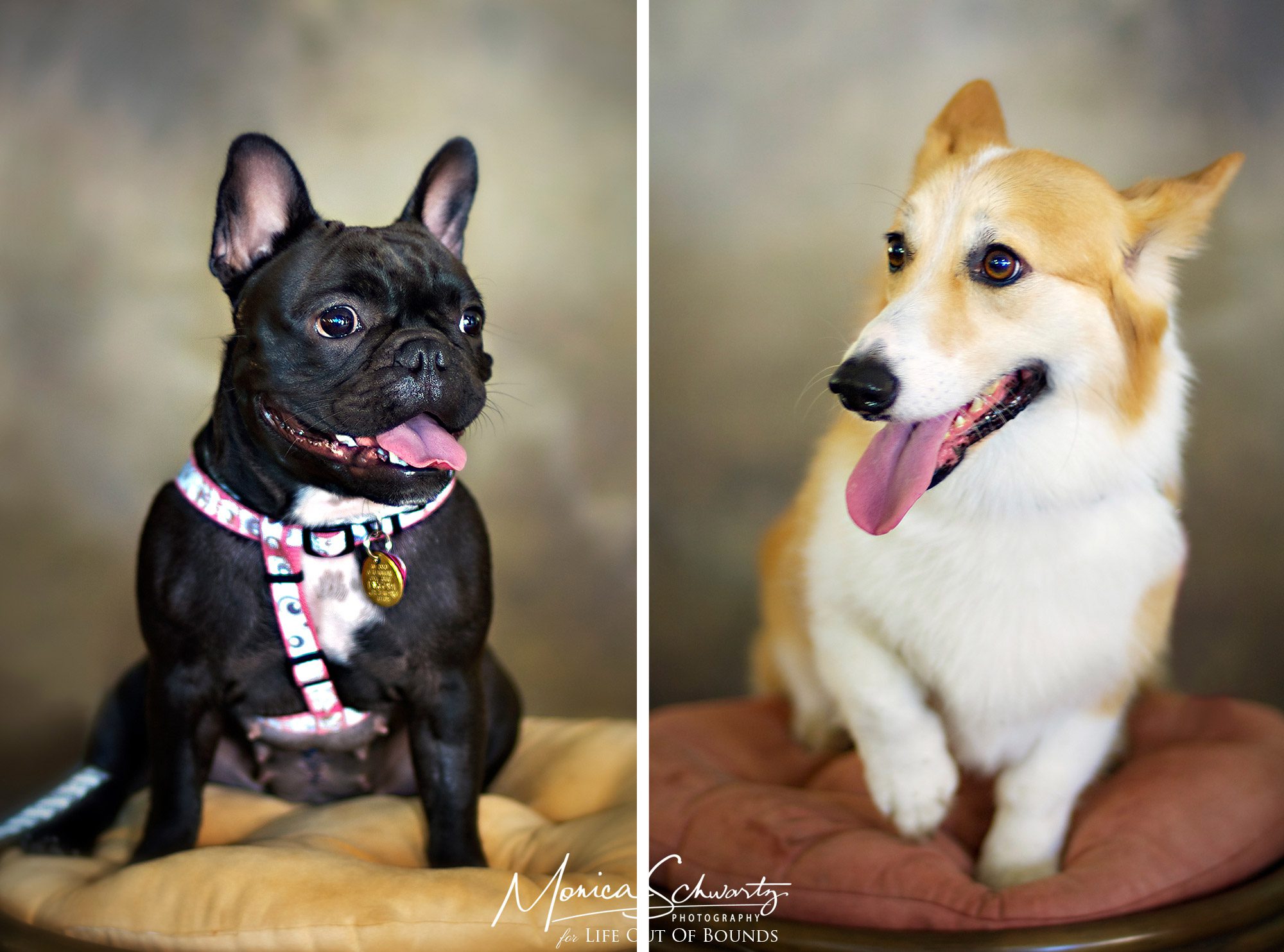 Portrait-of-cute-French-Bulldog-and-Corgi-in-Hawaii