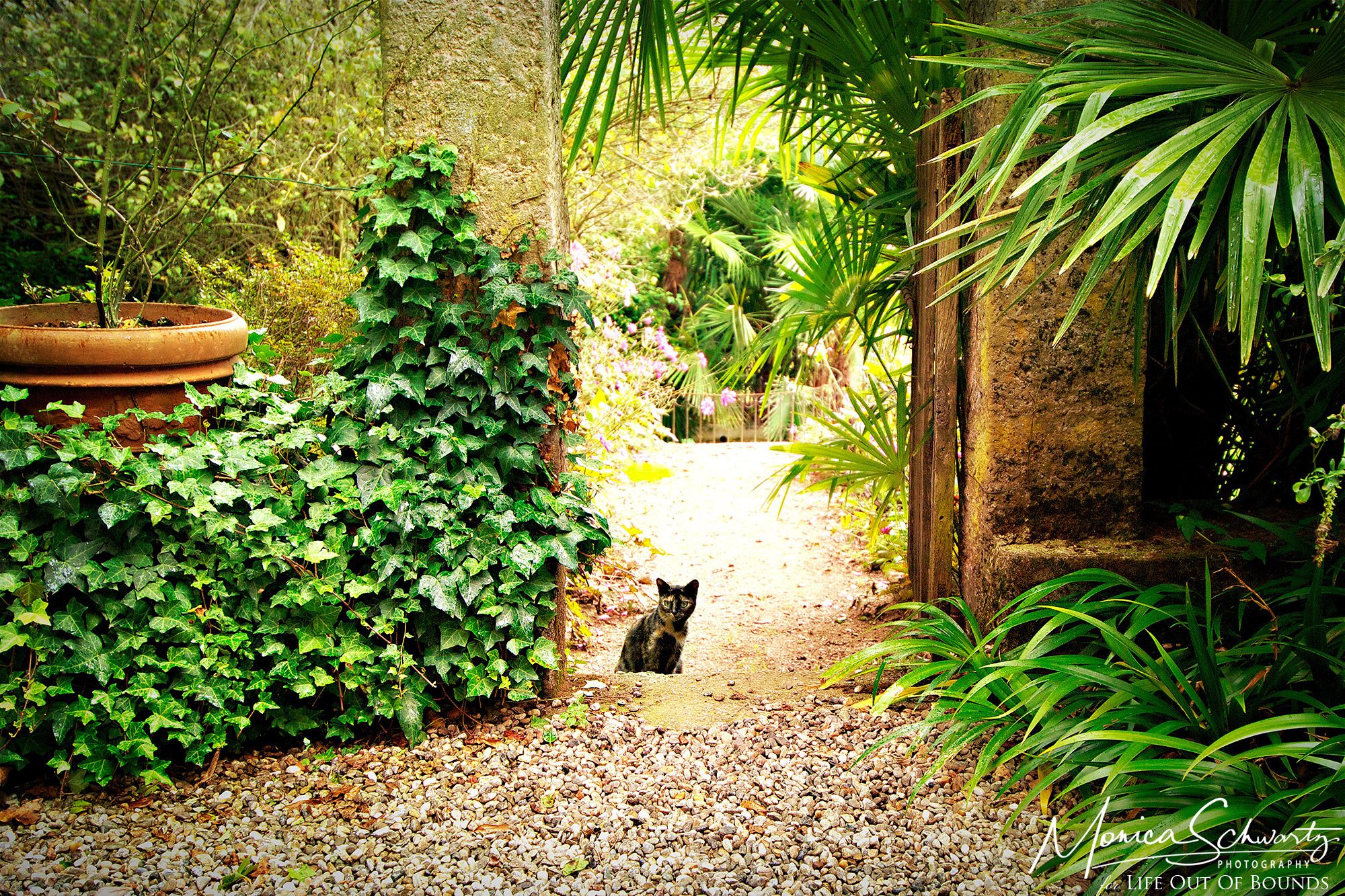 Curious-cat-in-a-private-garden-in-Italy-at-the-beginning-of-fall