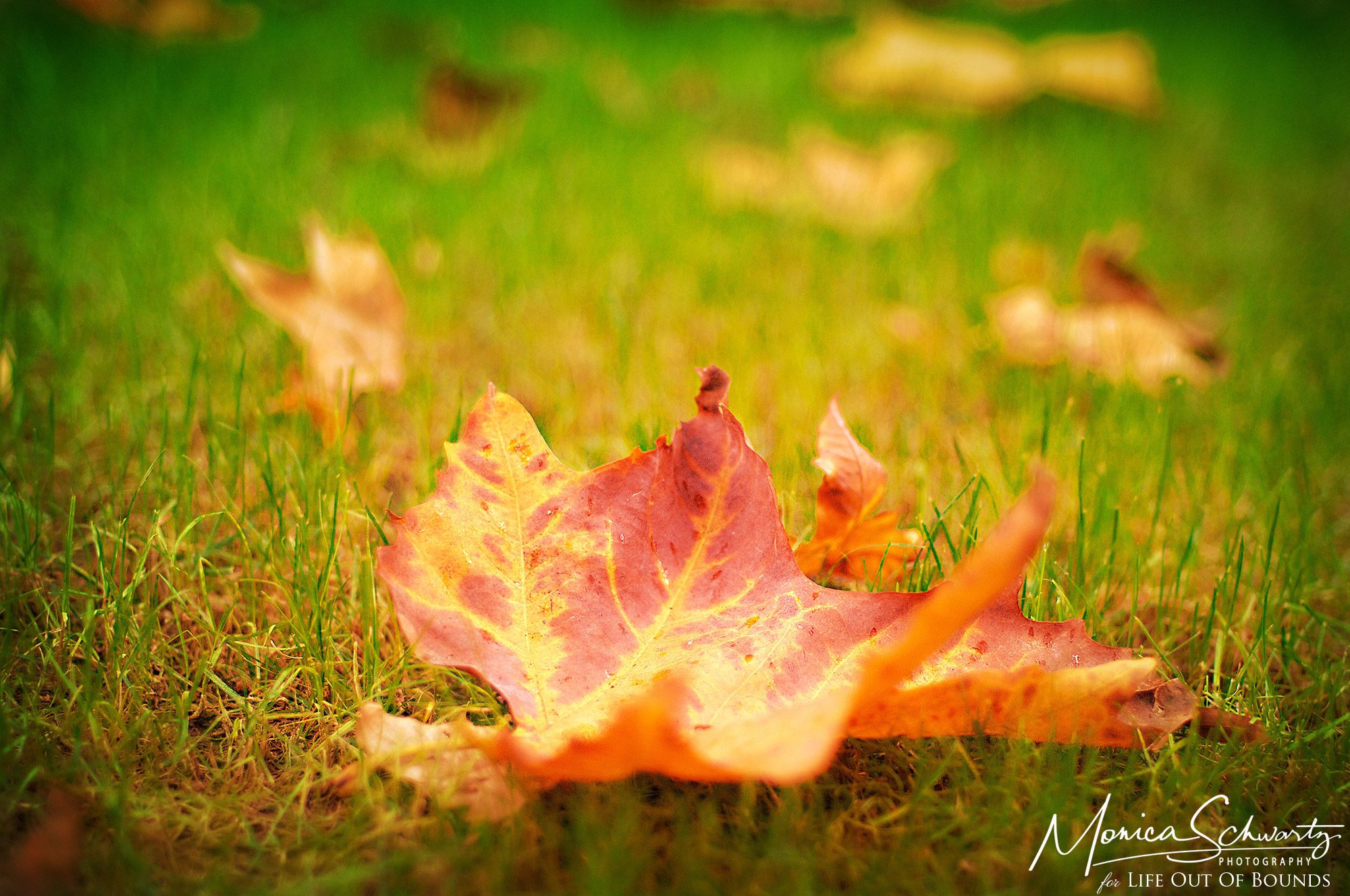 Rusted-leaves-on-the-grass-at-the-start-of-fall