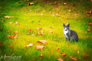 Cat-sits-and-watches-rusted-leaves-on-the-grass-at-the-start-of-fall