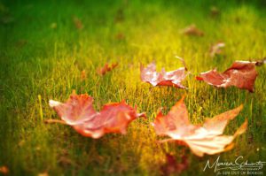 Rusted-leaves-on-the-grass-at-the-start-of-fall