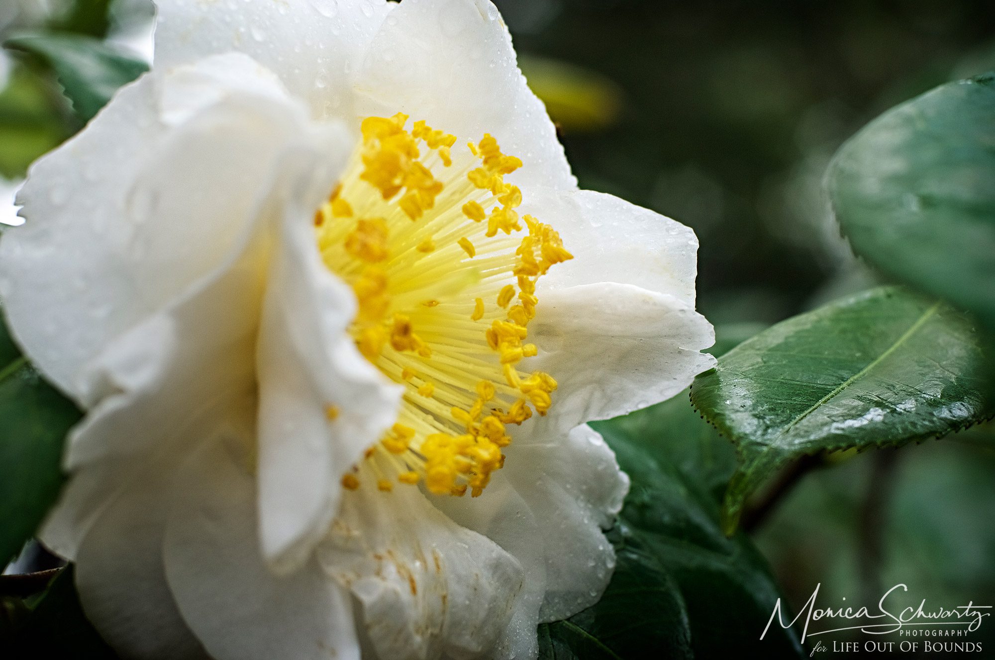 White-flower-in-the-rain-Ross-California