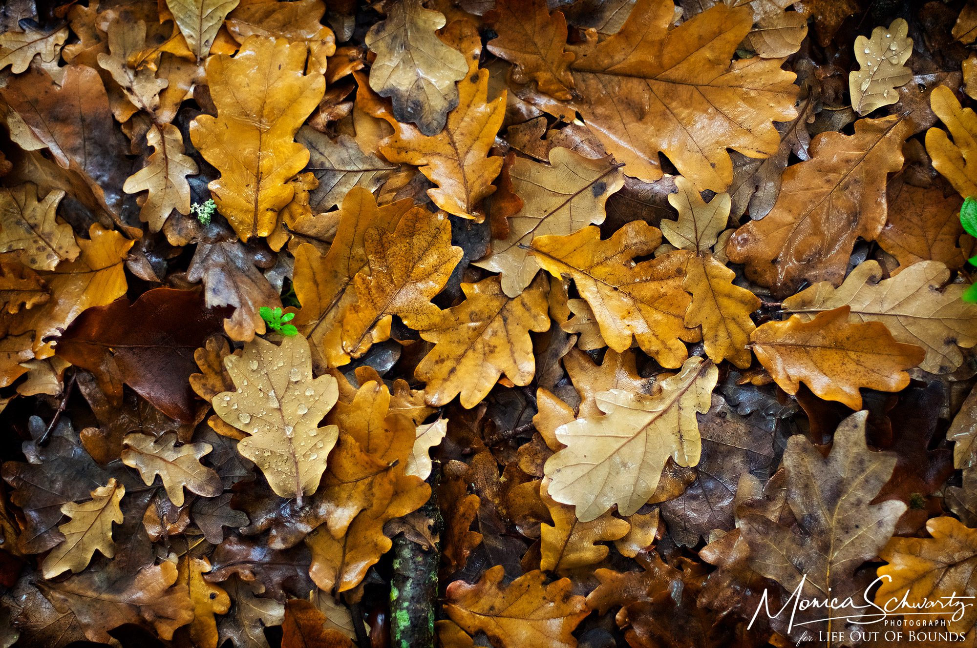 Fallen-oak-leaves-on-a-rainy-autumn-day-Ross-California