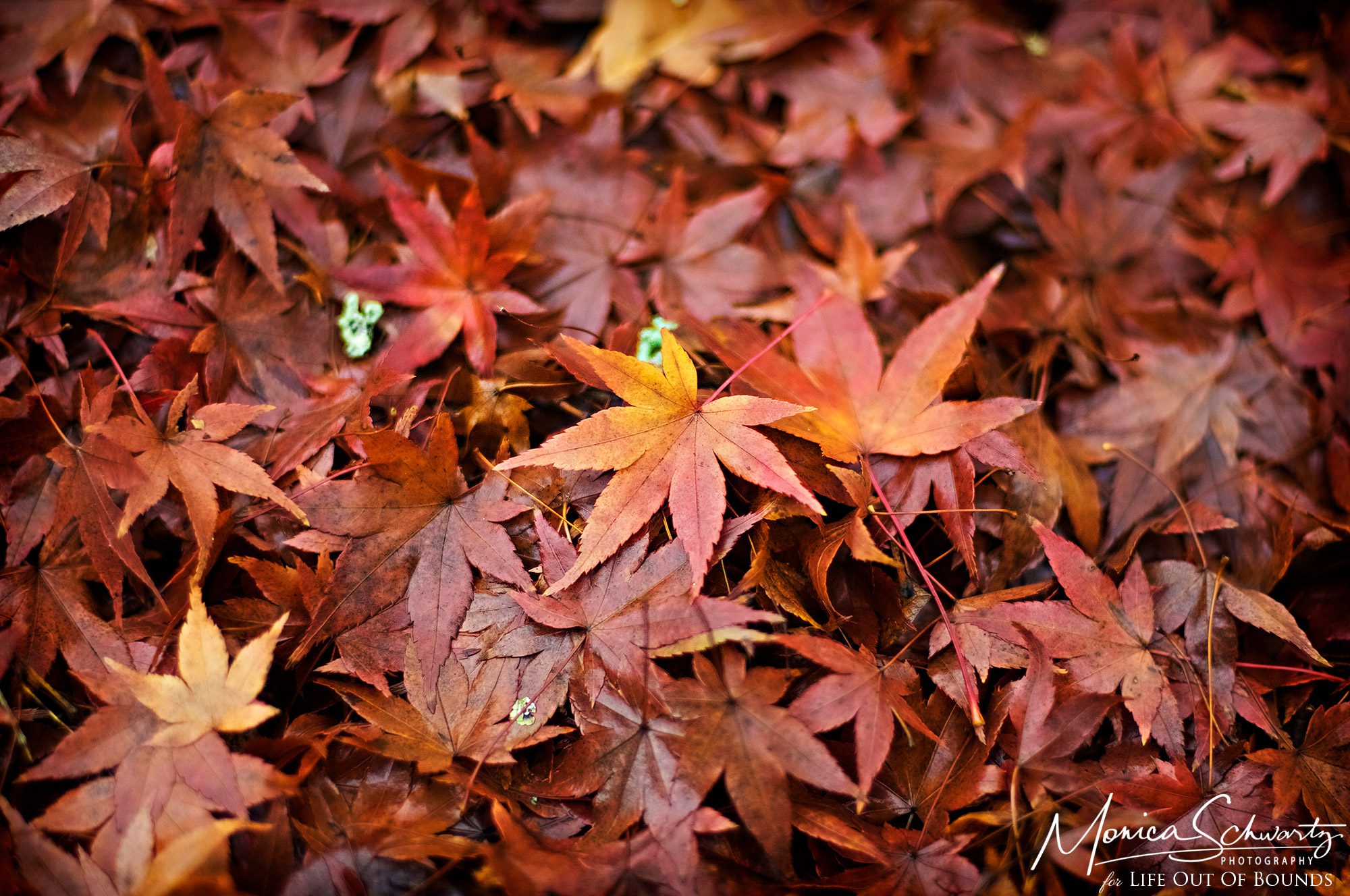 Deep-red-maple-leaves-on-a-rainy-autumn-day-in-Ross-California