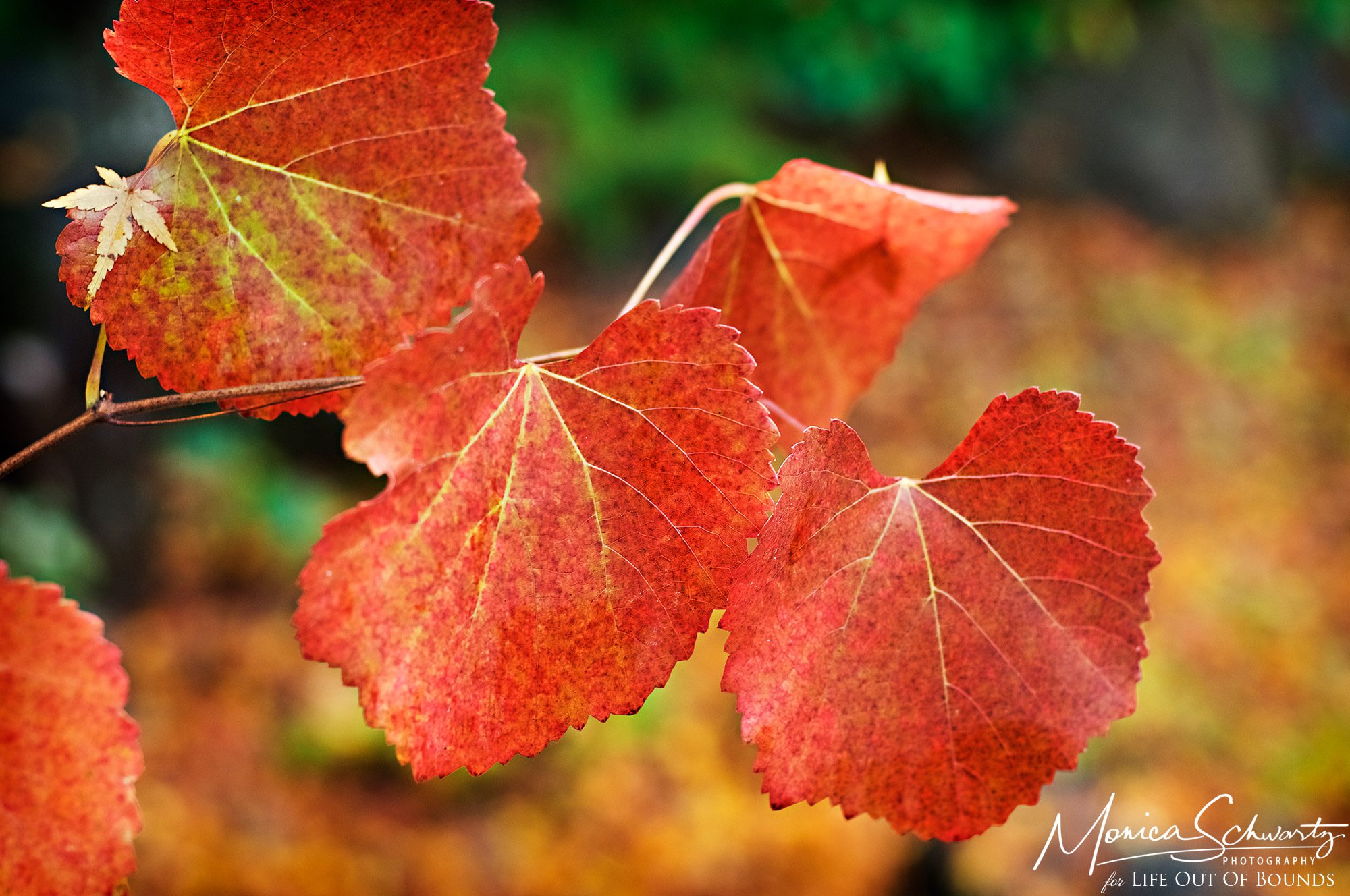 Fall-colors-on-plants-in-the-garden-on-a-rainy-autumn-day-Ross-California