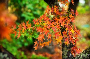 Colorful-maple-leaves-on-a-rainy-fall-day-in-Ross-California