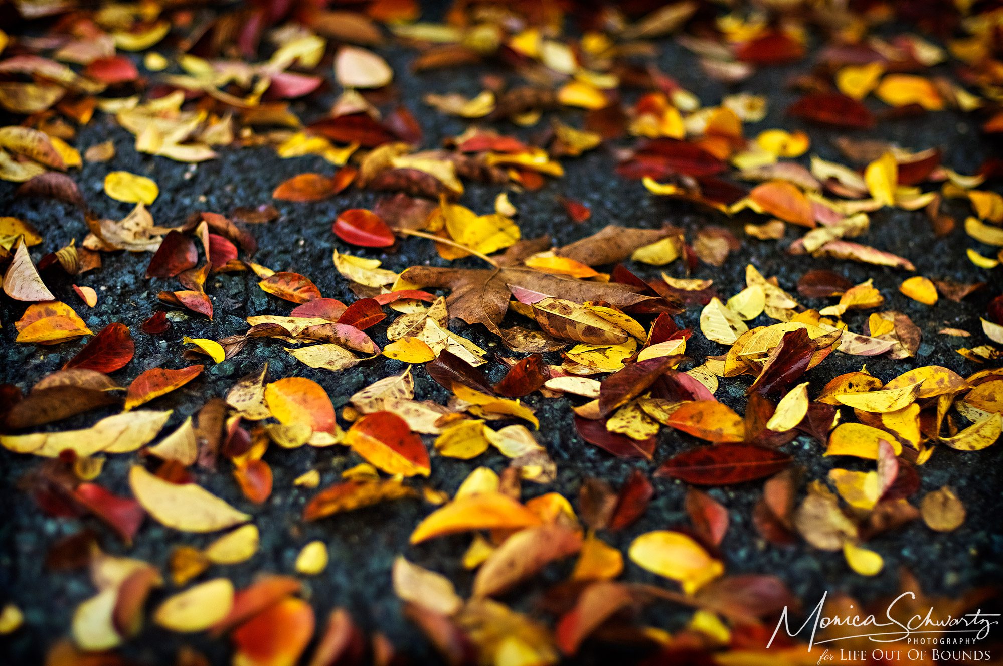 Colorful-fall-leaves-on-a-rainy-day-Ross-California