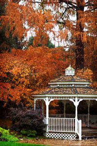 Gazebo-and-fall-colors-in-the-garden-on-a-rainy-day-Ross-California