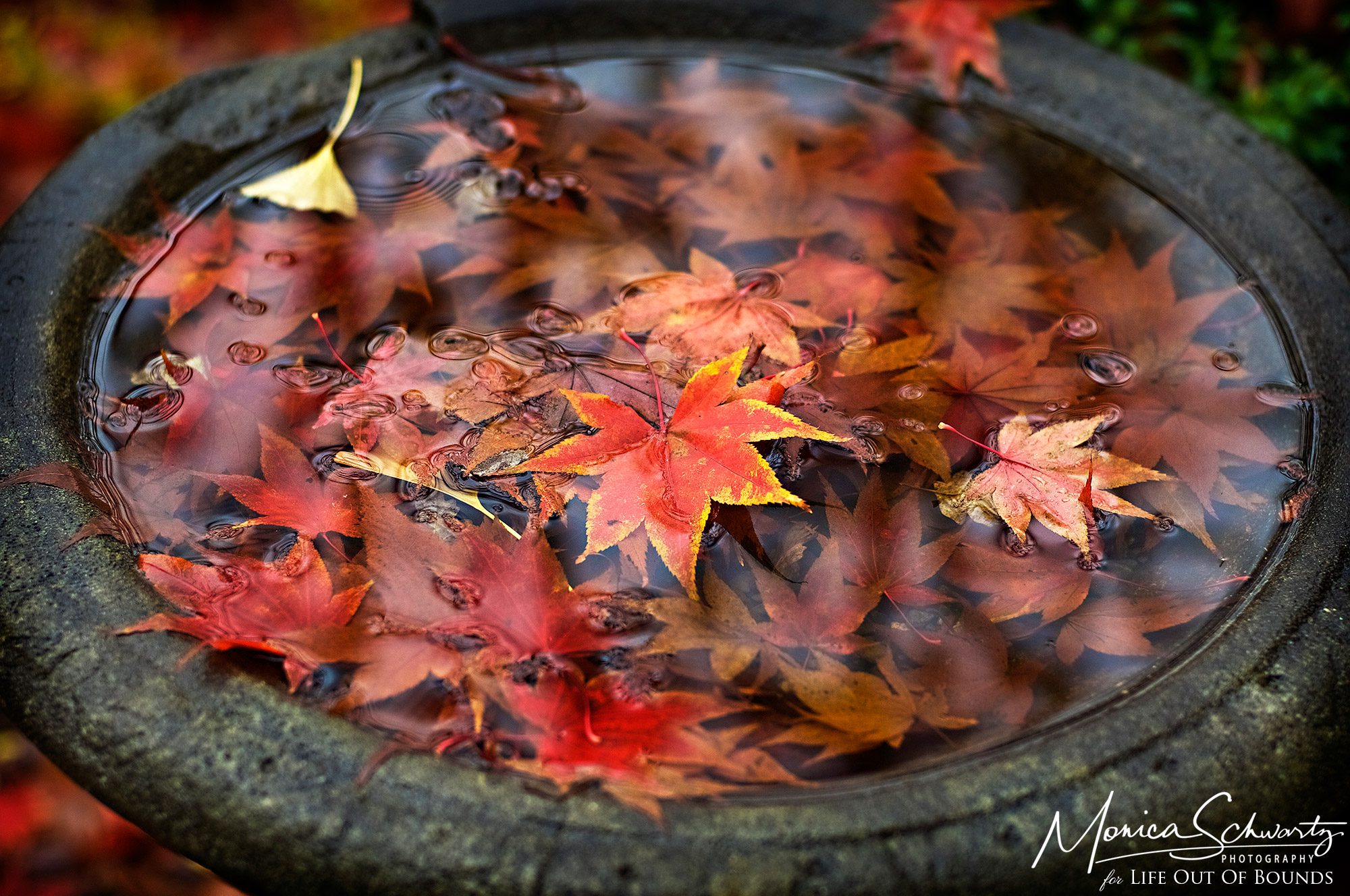 Birdbath-and-maple-leaves-on-a-rainy-day-in-autumn-Ross-California