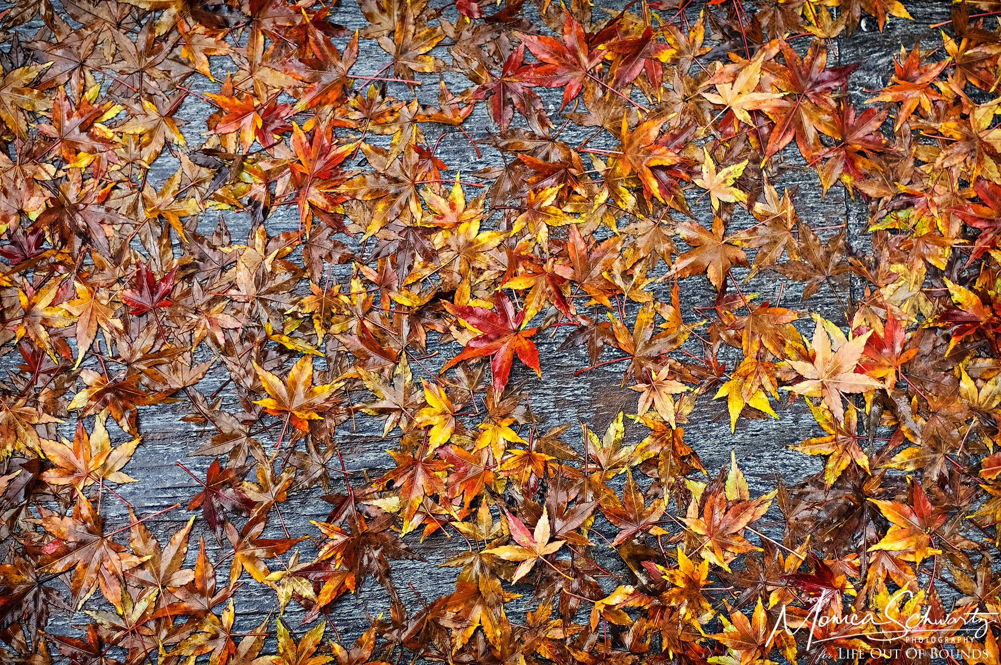 Colorful-maple-leaves-in-autumn-Ross-California