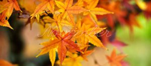 November-and-maple-leaves-in-fall-colors