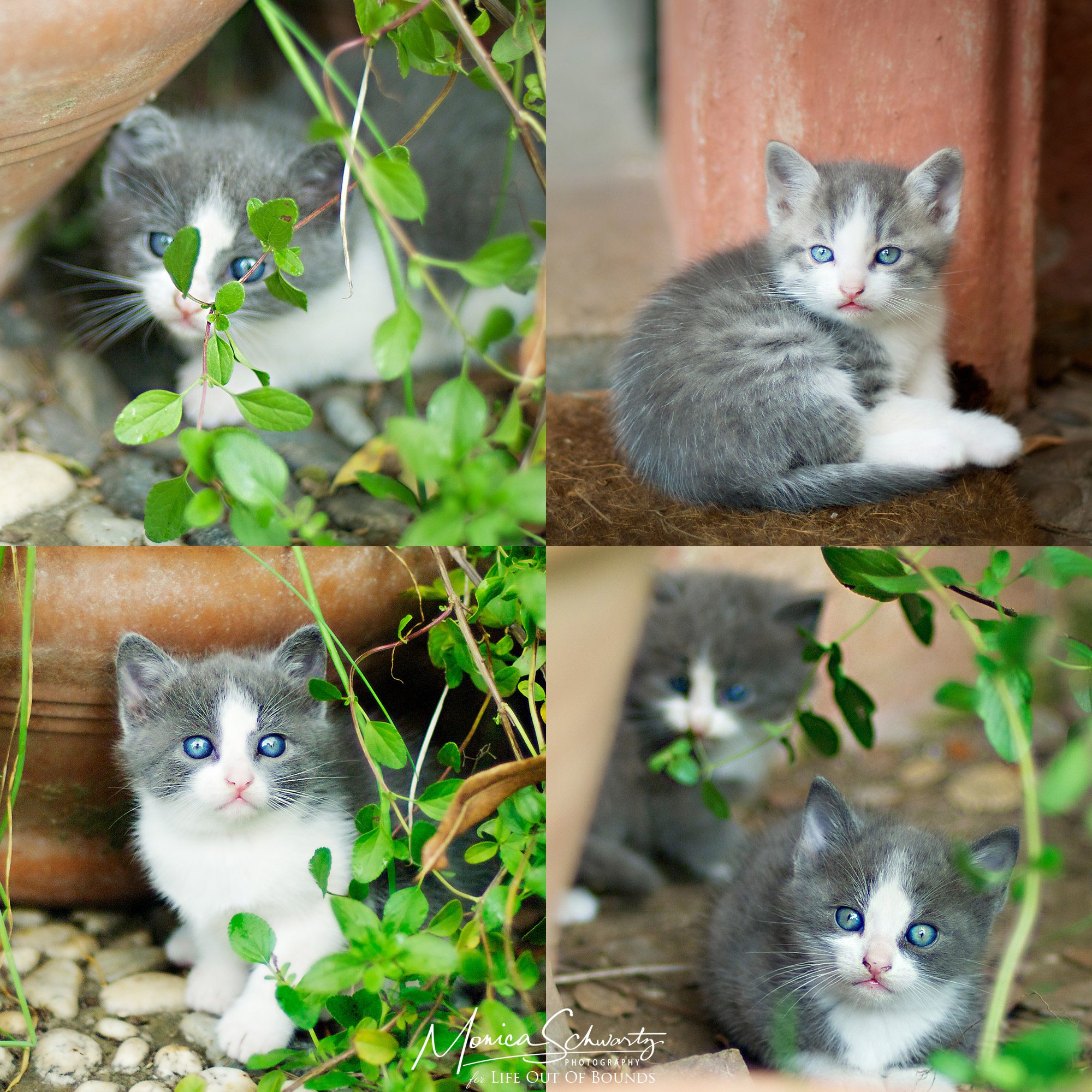 Cute-little-kittens-playing-hide-and-seek-in-the-garden
