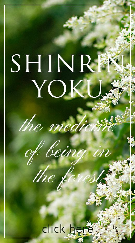 Shinrin-Yoku-forest-bathing-forest-therapy