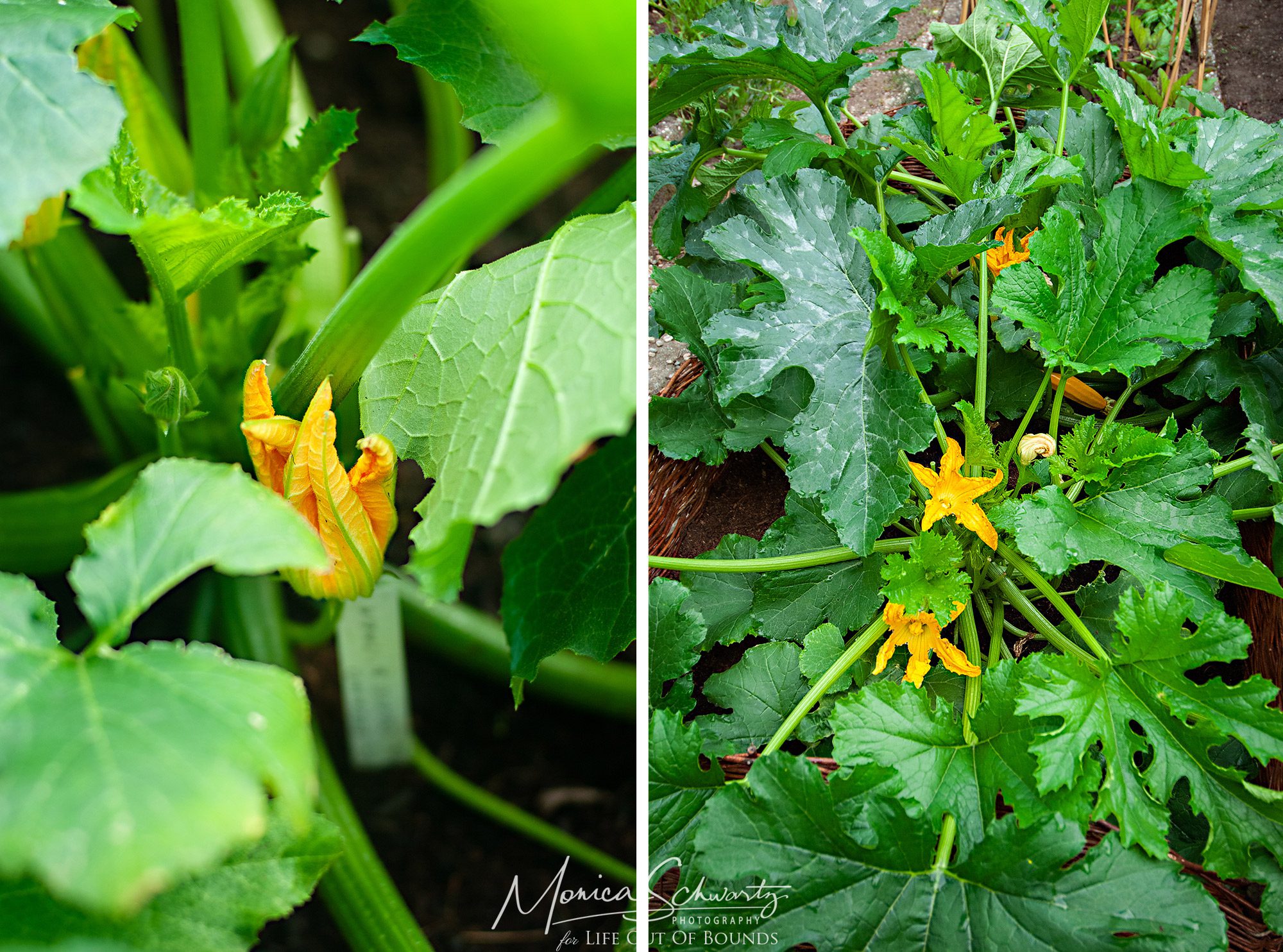 Baby-zucchini-and-blossoms-in-Adimas-vegetable-garden-Italy