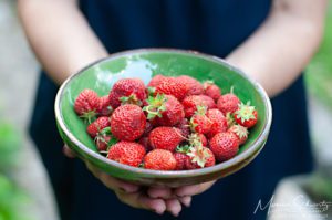 Freshly-picked-strawberries-from-Adimas-spring-garden-Italy