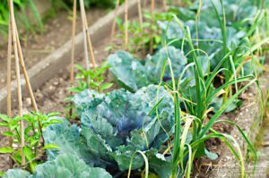 Cabbage-patch-in-Adimas-vegetable-garden-in-spring-Italy
