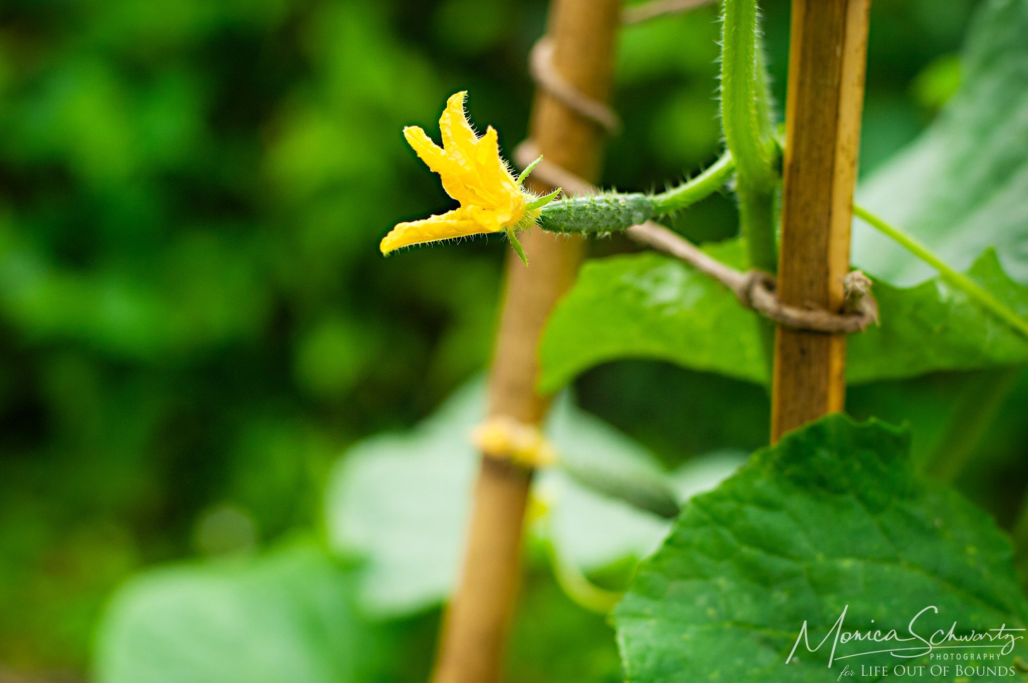 Baby-cucumber-and-blossom-in-Adimas-vegetable-garden-Italy