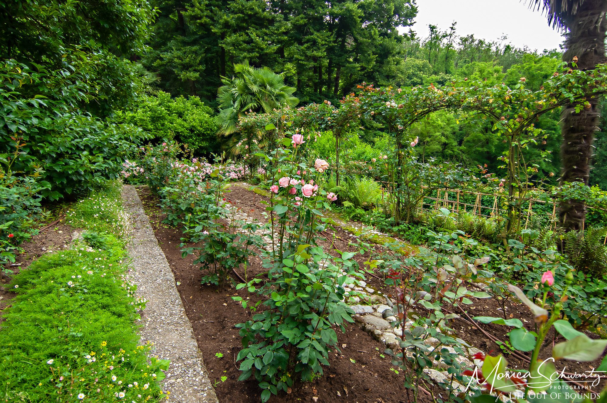 Rose-garden-and-trellis-in-Adimas-garden-in-spring-Italy