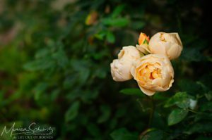 Spring-time-roses-in-bloom-in-a-garden-in-Italy