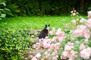 Glorious-rose-bushes-in-bloom-and-cat-in-a-garden-in-Italy