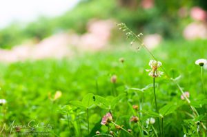 Adimas-spring-garden-at-grass-level-Italy