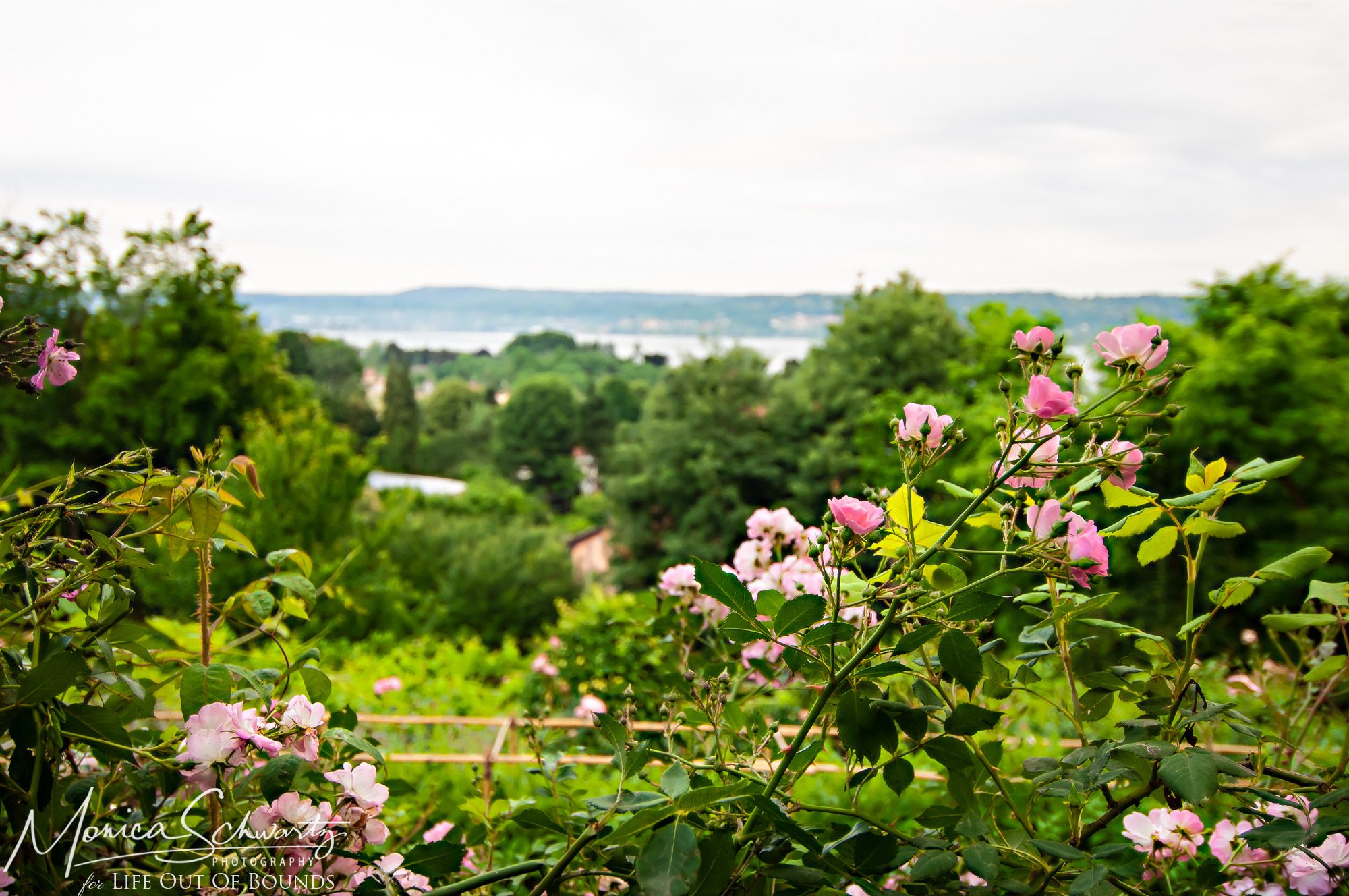 View-over-Lake-Maggiore-Italy-from-the-rose-garden