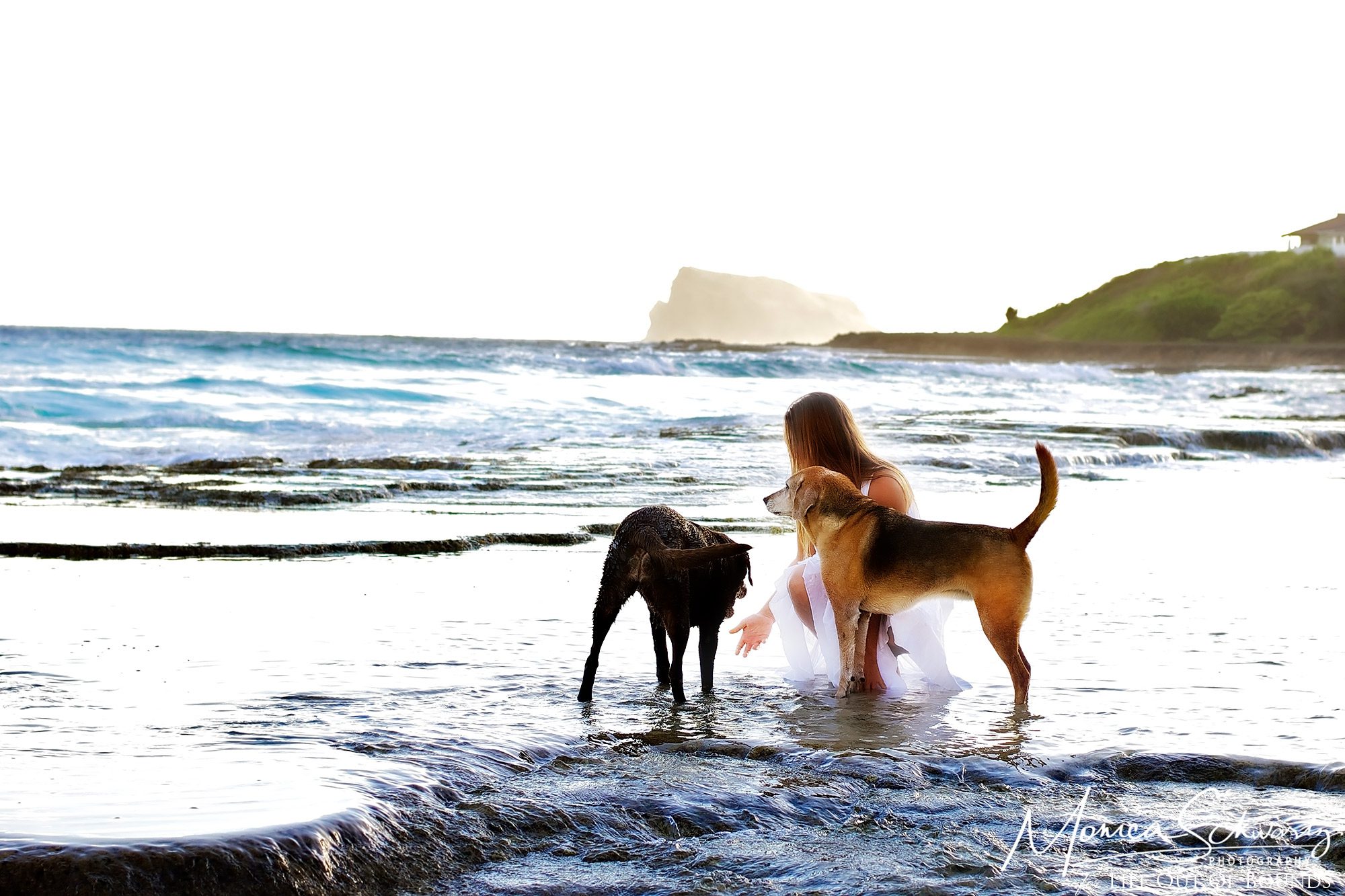 Laura-Maggie-and-Molly-dogs-in-the-tidepools-at-North-Beach-in-Kaneohe-Oahu-Hawaii-at-sunrise