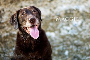 Maggie-Chocolate-Labrador-in-Hawaii