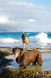 Molly-and-Maggie-dogs-enjoying-the-tidepool-at-North-Beach-in-Kaneohe-Oahu-Hawaii