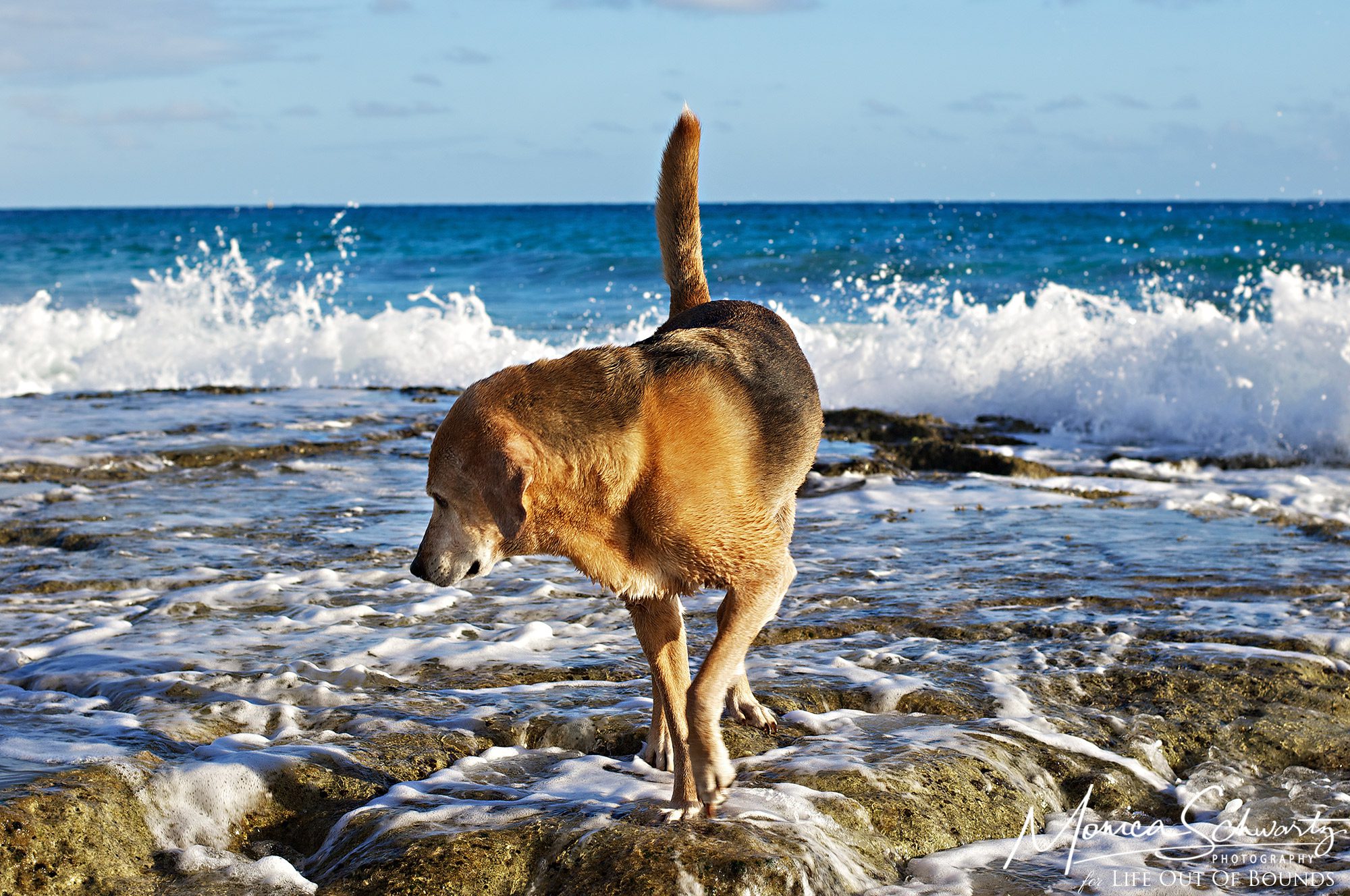 Molly-dog-enjoying-the-tidepool-at-North-Beach-in-Kaneohe-Oahu-Hawaii