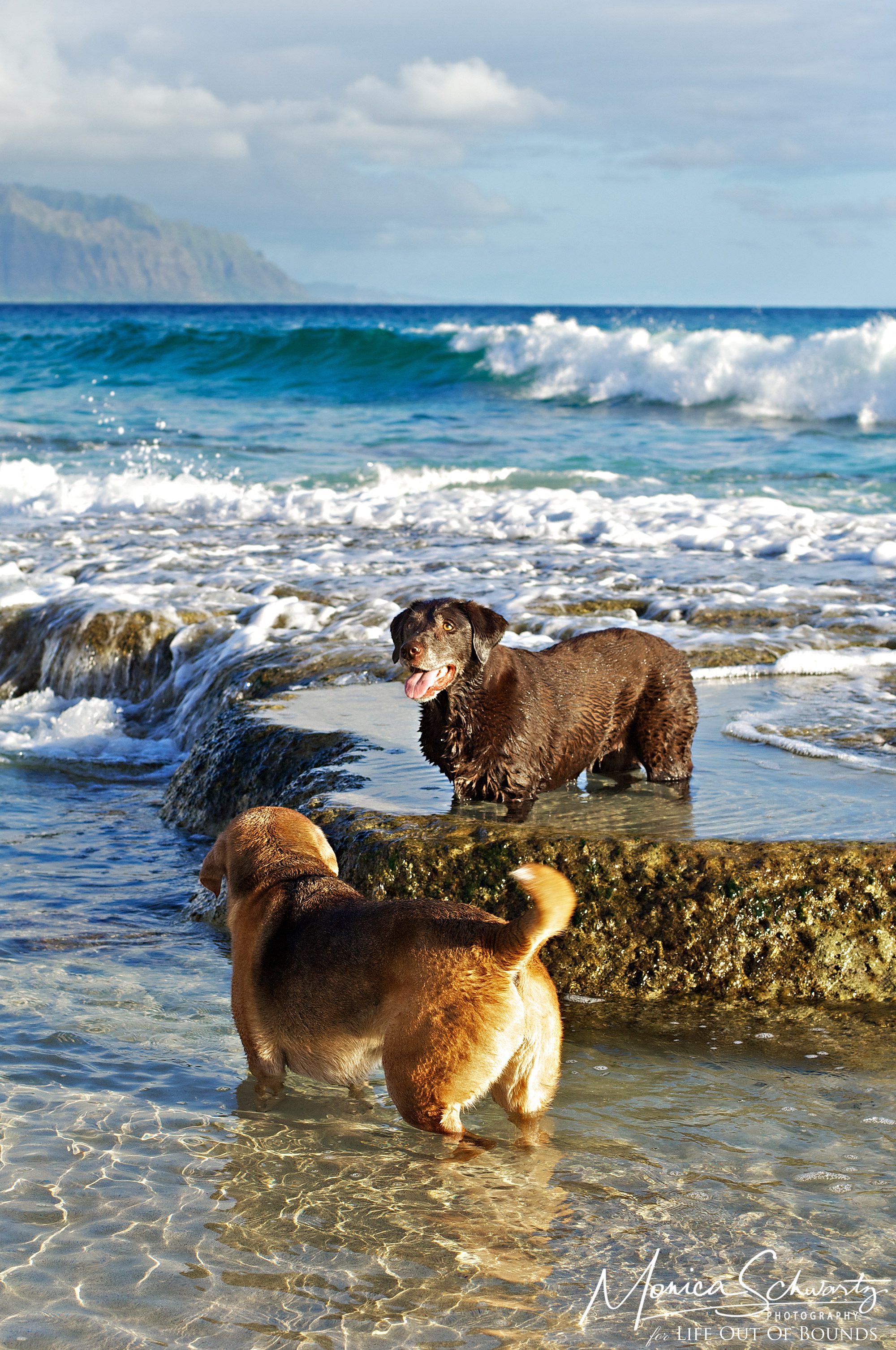Maggie-Chocolate-Labrador-and-Molly-poi-dog-in-the-tidepools-at-North-Beach-in-Kaneohe-Oahu-Hawaii