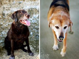 Maggie-Chocolate-Labrador-and-Molly-poi-dog-girl-at-the-beach