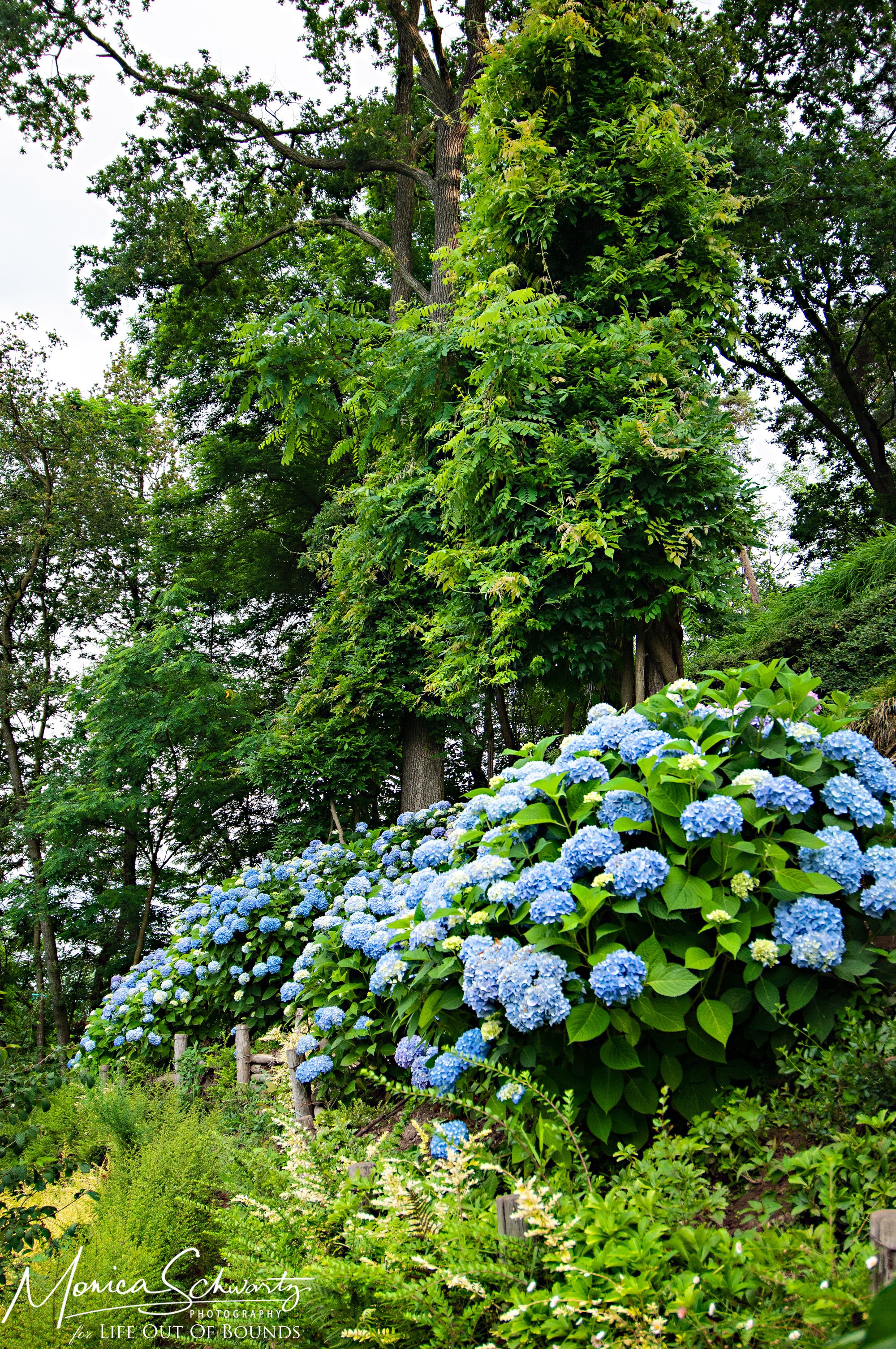 Profusion-of-blooming-hydrangeas-in-an-Italian-garden
