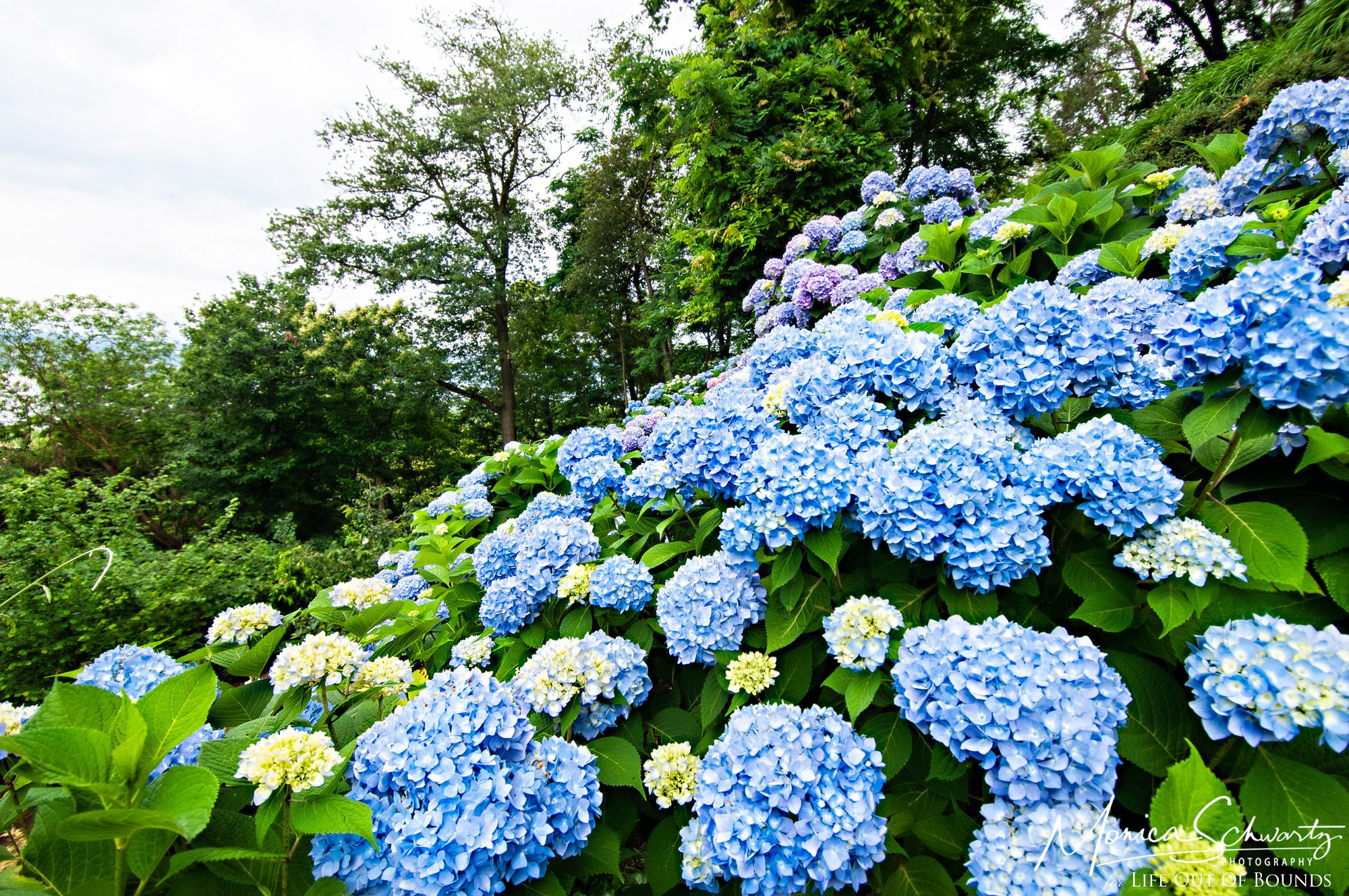 Profusion-of-blooming-hydrangeas-in-an-Italian-garden