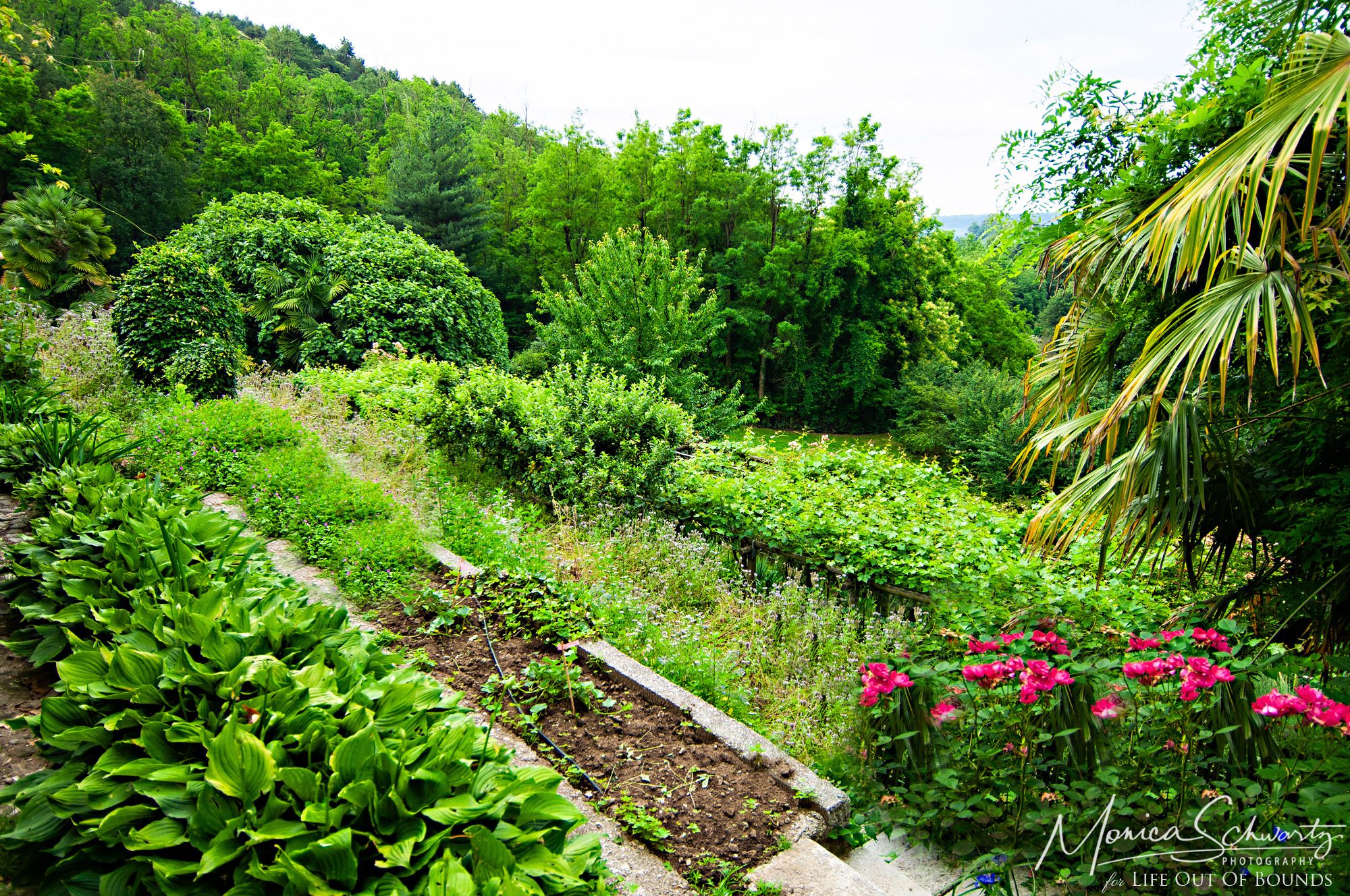 The-summer-lushness-of-an-Italian-garden