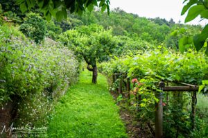 The-summer-lushness-of-an-Italian-garden