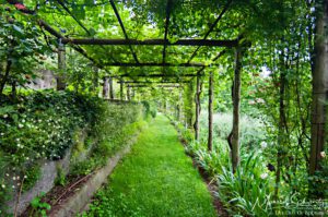 Strolling-under-the-grapevines-in-an-Italian-garden