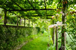 Strolling-under-the-grapevines-in-an-Italian-garden