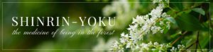 Shinrin-Yoku-forest-bathing