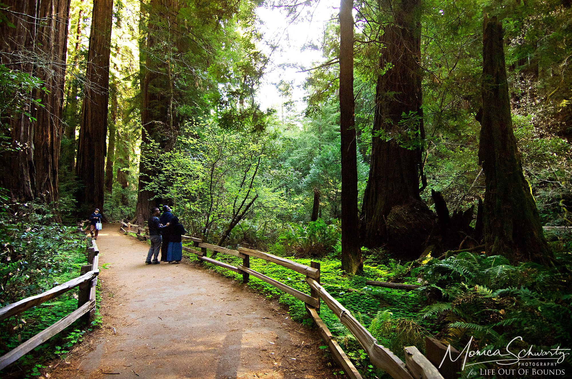 Muir-Woods-National-Monument-Redwood-Forest-Mill-Valley-California
