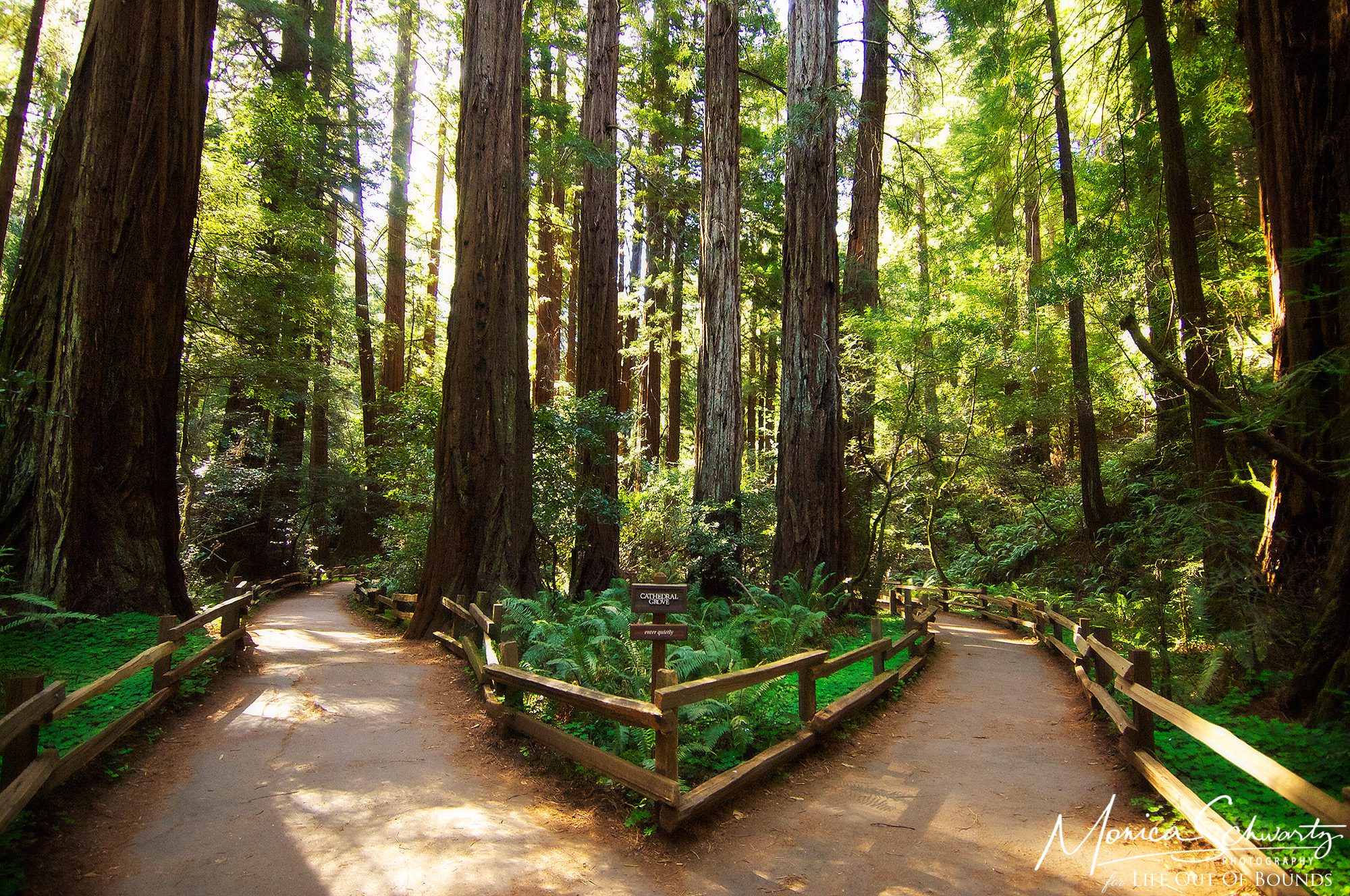 Muir-Woods-National-Monument-Redwood-Forest-Mill-Valley-California
